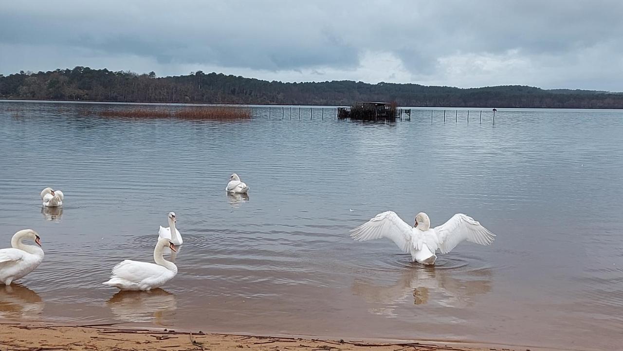 T2, 50M Du Lac, Piscine, Wifi, Jardin Terrasse Sans Vis-A-Vis, 1 A 4 Pers Aureilhan  Luaran gambar